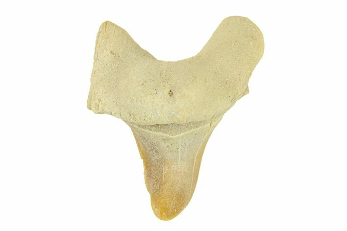 Pathological Otodus Shark Tooth - Morocco #289629